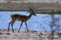 Trekdiary Mascot
